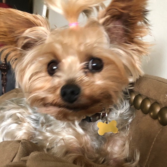 Meet your Posher, Rae - Picture 1 of 1